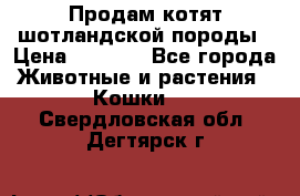 Продам котят шотландской породы › Цена ­ 2 000 - Все города Животные и растения » Кошки   . Свердловская обл.,Дегтярск г.